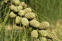 Casuarina equisetifolia